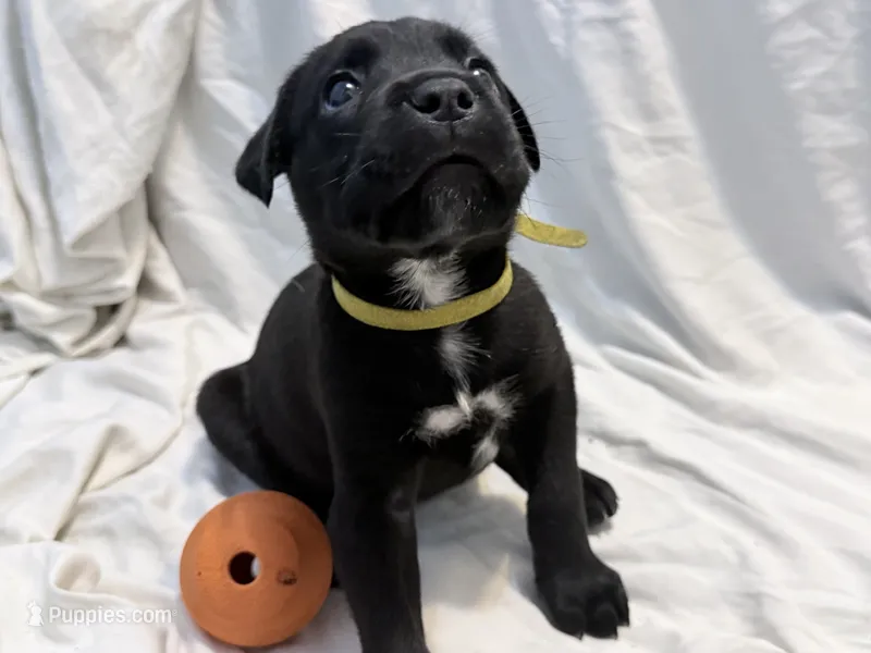 Crowley AKC yellow collar-Delivery Special! – Cane Corso puppy for sale in Seneca, MO