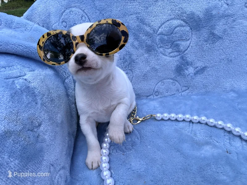 Anna tiny – Chihuahua puppy for sale in Seneca, MO