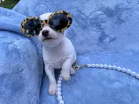 Anna tiny, a female Chihuahua for sale in Seneca, MO – 1 of 9