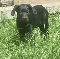 Cain AKC (age discount), a male Cane Corso for sale in Seneca, MO – 2 of 9