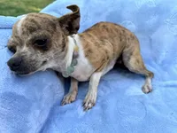 Roxy, a female Chihuahua for sale in Seneca, MO – 4 of 7