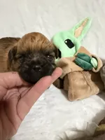 Yoda, a male Brussels Griffon for sale in Seneca, MO – 3 of 5