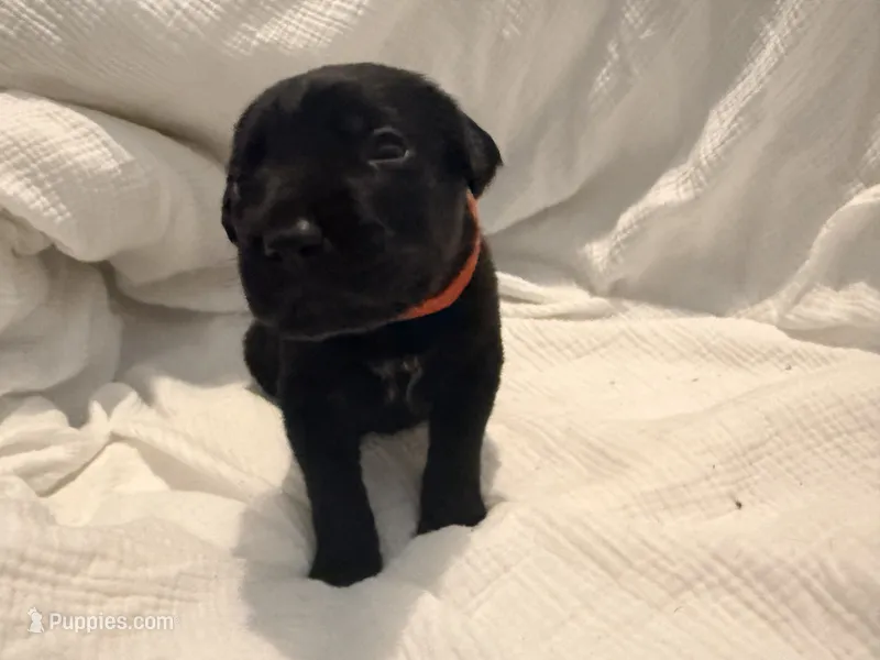 Cain AKC red collar-Delivery Special! – Cane Corso puppy for sale in Seneca, MO