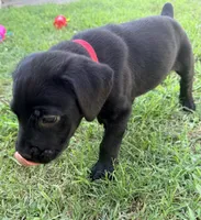 Cain AKC red collar- 4th of July Special!, a male Cane Corso for sale in Seneca, MO – 6 of 10