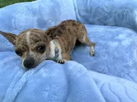 Roxy, a female Chihuahua for sale in Seneca, MO – 2 of 7