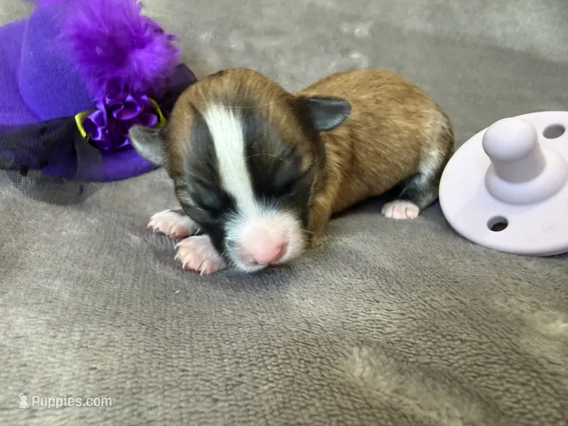 Sofia – Chihuahua puppy for sale in Seneca, MO