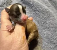 Sofia, a female Chihuahua for sale in Seneca, MO – 1 of 5
