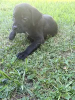 Rufus AKC blue collar - 4th of July Special!, a male Cane Corso for sale in Seneca, MO – 9 of 10