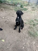 Crowley AKC (age discount), a male Cane Corso for sale in Seneca, MO – 4 of 7