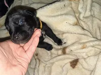Crowley AKC yellow collar, a male Cane Corso for sale in Seneca, MO – 7 of 7