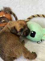Chubacca (Chewy), a male Brussels Griffon for sale in Seneca, MO – 3 of 10