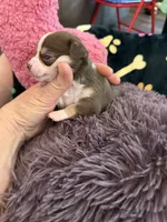 Christoff, a male Chihuahua for sale in Seneca, MO – 6 of 8