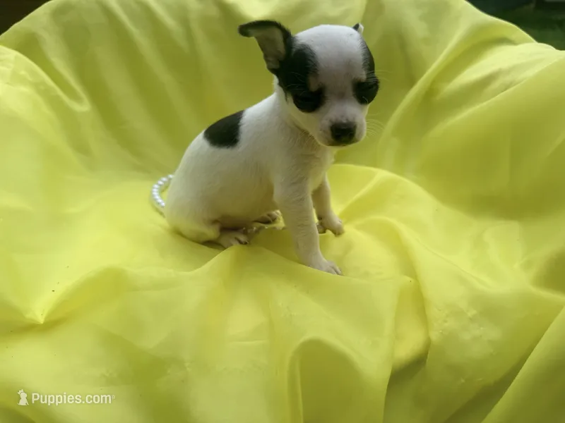 Anna tiny – Chihuahua puppy for sale in Seneca, MO