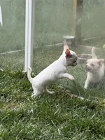 AKC Olaf, a male Chihuahua for sale in Seneca, MO – 7 of 10