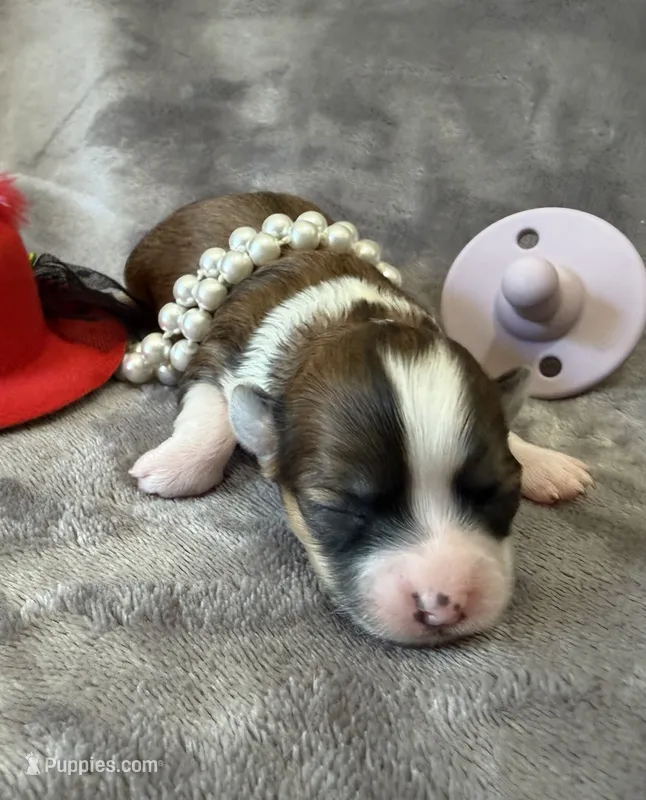 Chiquita – Chihuahua puppy for sale in Seneca, MO