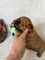 Jawa (Zippy), a male Brussels Griffon for sale in Seneca, MO – 6 of 10