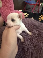 Olaf, a male Chihuahua for sale in Seneca, MO – 5 of 10