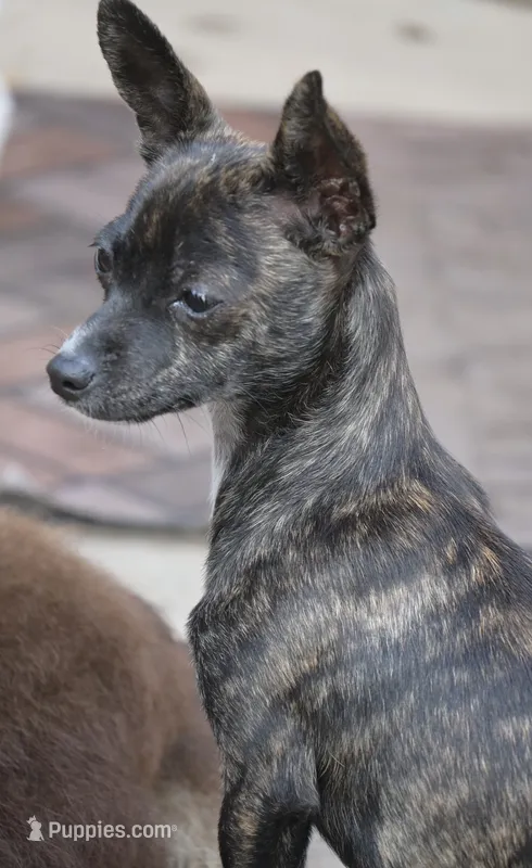 Betsy – Chihuahua puppy for sale in Seneca, MO