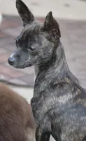 Betsy, a female Chihuahua for sale in Seneca, MO – 1 of 2