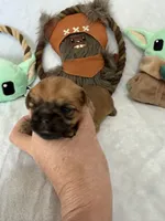 Madolorian, a male Brussels Griffon for sale in Seneca, MO – 3 of 9