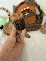 Madolorian, a male Brussels Griffon for sale in Seneca, MO – 2 of 9