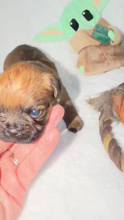 Yoda, a male Brussels Griffon for sale in Seneca, MO – 5 of 5