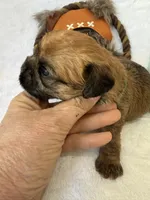 Chubacca (Chewy), a male Brussels Griffon for sale in Seneca, MO – 4 of 10
