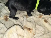 Dean AKC green collar, a male Cane Corso for sale in Seneca, MO – 6 of 8
