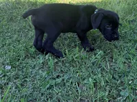 Dean AKC green collar-4th of July Special, a male Cane Corso for sale in Seneca, MO – 9 of 10