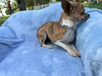 Roxy, a female Chihuahua for sale in Seneca, MO – 7 of 7