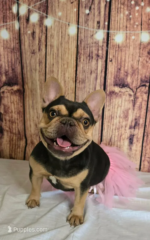 Athena – French Bulldog puppy for sale in Seneca, MO