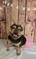Athena, a female French Bulldog for sale in Seneca, MO – 1 of 6