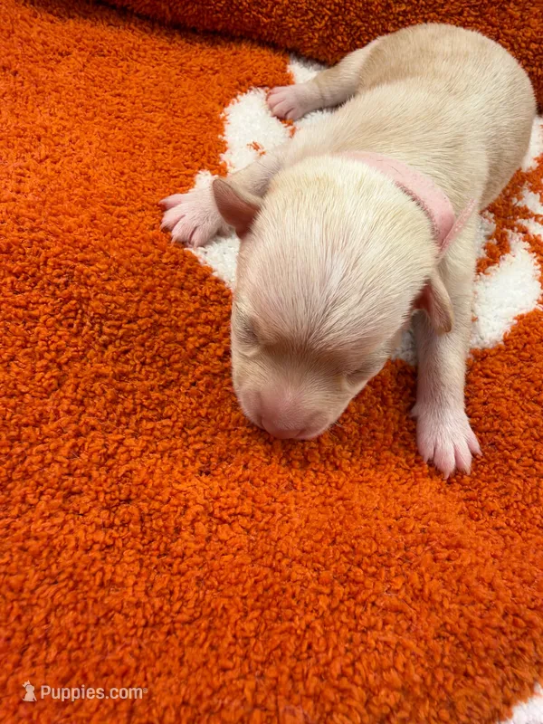 Winnie – Chihuahua puppy for sale in Seneca, MO