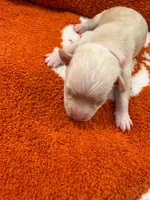 Winnie, a female Chihuahua for sale in Seneca, MO – 2 of 4