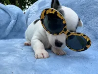 Anna tiny, a female Chihuahua for sale in Seneca, MO – 8 of 9