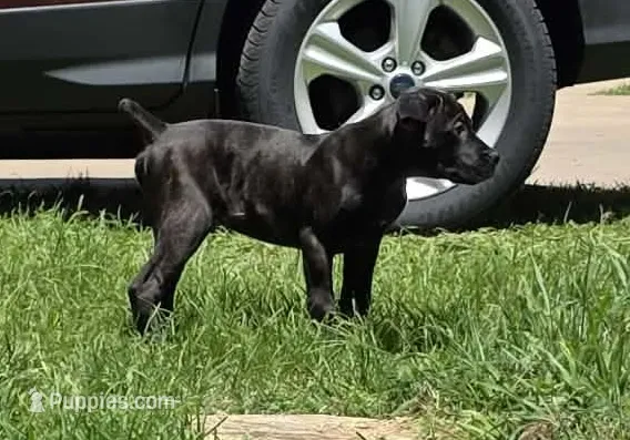 Ketch AKC orange collar – Cane Corso puppy for sale in Seneca, MO