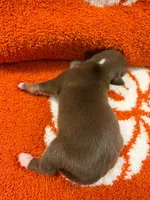 Tootsie, a female Chihuahua for sale in Seneca, MO – 2 of 4