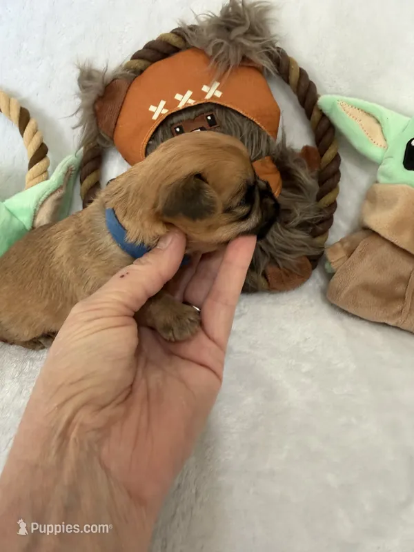 Madolorian – Brussels Griffon puppy for sale in Seneca, MO