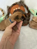 Madolorian, a male Brussels Griffon for sale in Seneca, MO – 1 of 9
