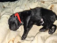 Cain AKC red collar, a male Cane Corso for sale in Seneca, MO – 4 of 7