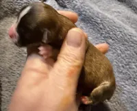 Sofia, a female Chihuahua for sale in Seneca, MO – 4 of 5