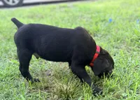 Cain AKC red collar- 4th of July Special!, a male Cane Corso for sale in Seneca, MO – 9 of 10