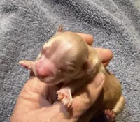 Paloma, a female Chihuahua for sale in Seneca, MO – 2 of 5