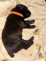 Ketch AKC orange collar, a male Cane Corso for sale in Seneca, MO – 2 of 8