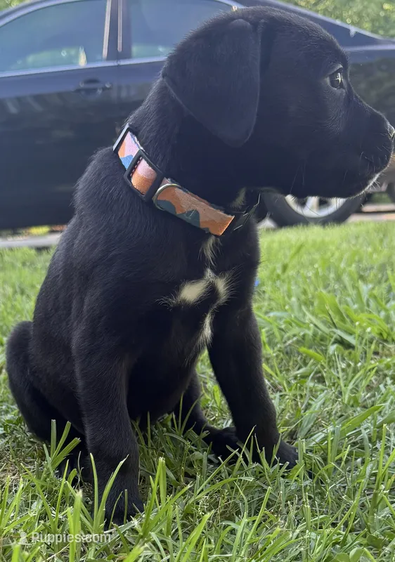 Crowley AKC yellow collar-4th of July Special! – Cane Corso puppy for sale in Seneca, MO