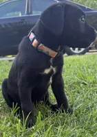 Crowley AKC yellow collar-4th of July Special!, a male Cane Corso for sale in Seneca, MO – 4 of 10