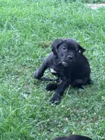Rufus AKC blue collar , a male Cane Corso for sale in Seneca, MO – 3 of 9