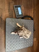 Chanel akc tiny, a female Chihuahua for sale in Seneca, MO – 8 of 9