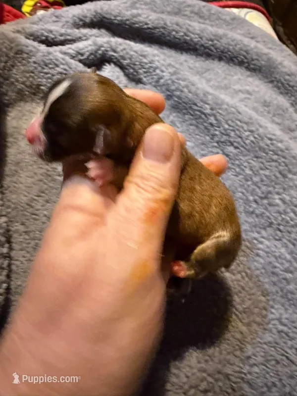 Lupita – Chihuahua puppy for sale in Seneca, MO