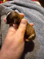 Lupita, a female Chihuahua for sale in Seneca, MO – 1 of 6